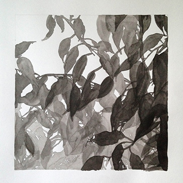 Blätter, Grautöne, Aquarell auf Papier 50x50cm 2018