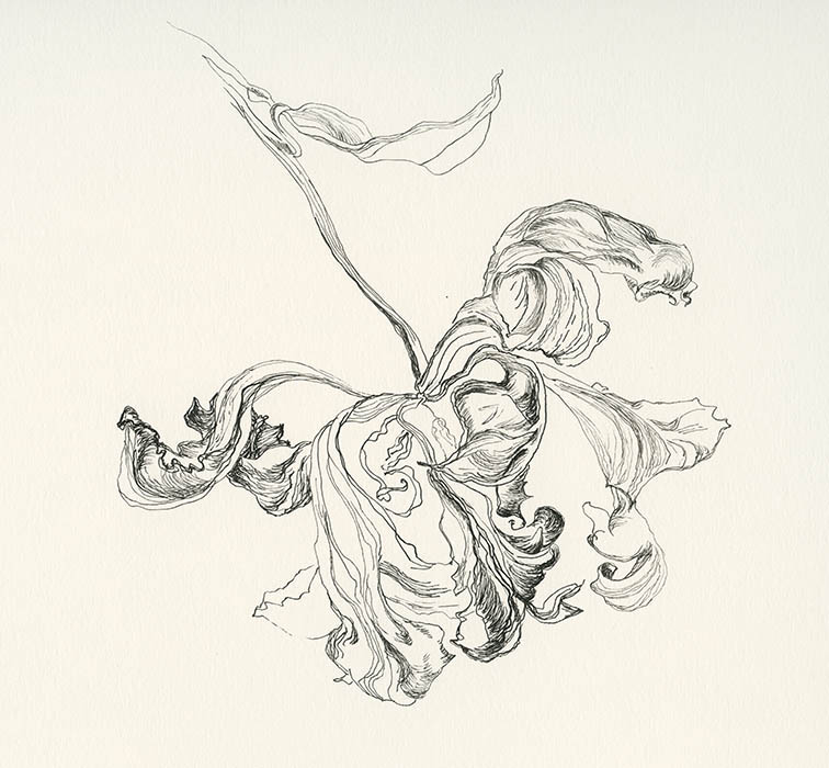 Verwelkte Tulpe, Tusche auf Papier 30x30cm 2016