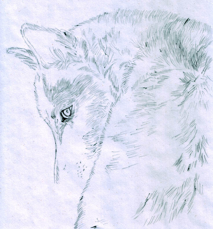 Wolf, Kugelschreiber auf Transparentpapier 20x30cm 2019